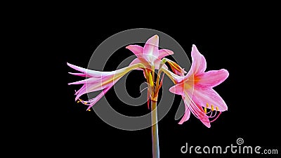 Pink Jersey lily, Amaryllis belladonna, amaryllis lily flower on black background Stock Photo