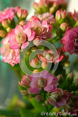 Pink Kalanchoe flowers in sunlight with defocused background Stock Photo