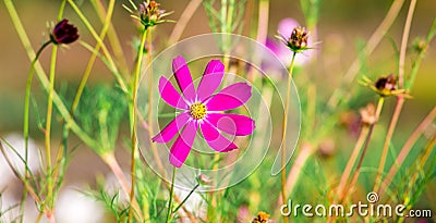 Pink kosmeya among the green grass. Flowering kosmeya_ Stock Photo