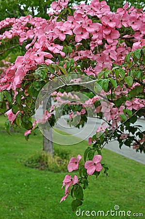 Pink kousa dogwood beauty Stock Photo