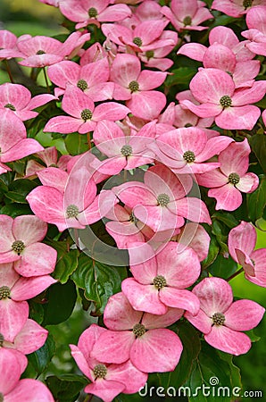 Pink kousa dogwood flowers Stock Photo