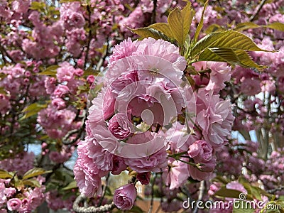 Pink Kwanzan Cherry Blossom Flowers in April in Spring Stock Photo