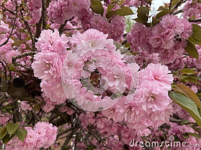 Pink Kwanzan Cherry Blossoms in Early April in Spring Stock Photo