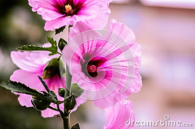 Pink Lady Flower With Soft Focus Background Stock Photo
