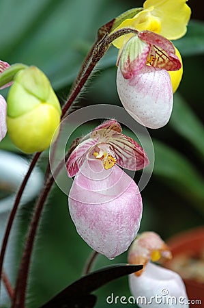 Pink lady slipper (orchid) Stock Photo