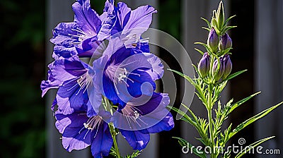 pink larkspur flower Cartoon Illustration