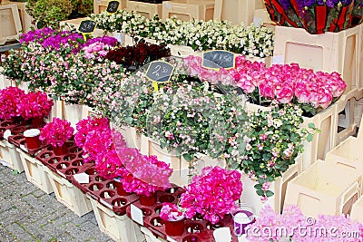 Pink Lathyrus bouquets, flower market Amsterdam Stock Photo
