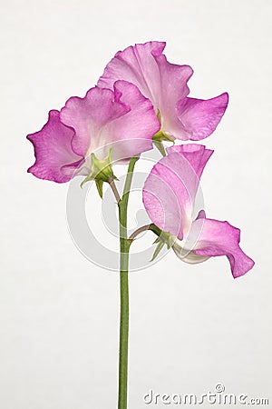 Pink Lathyrus Odoratus - Sweet Peas Stock Photo