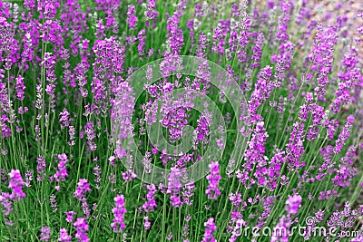 Pink lavender. A background of beautiful, decorative flowers. A concept of the beneficial properties of fragrant lavender Stock Photo