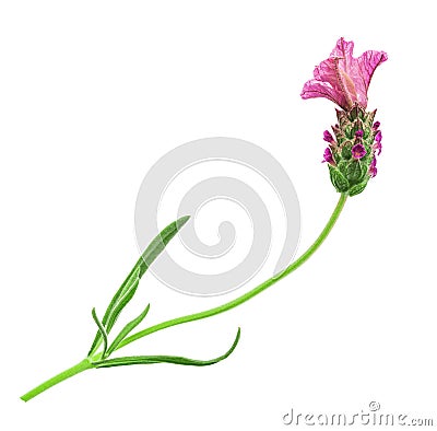 Pink lavender flower Stock Photo