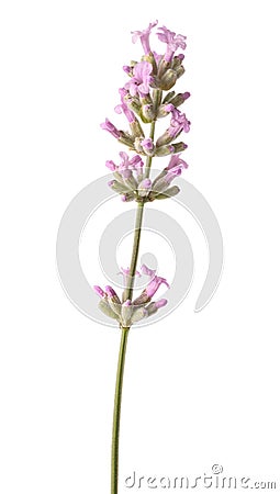 Pink Lavender flower Stock Photo