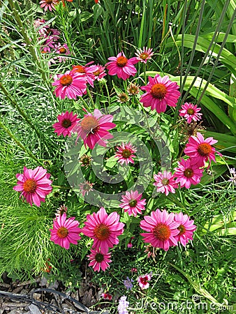 Pink Lazy Susan Flowers in the Garden Stock Photo