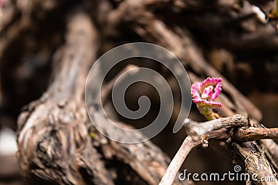 Pink leaf bud sprouting on brown vine branch Stock Photo