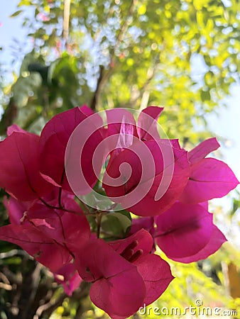 Pink leaf plant beauty exponential Stock Photo