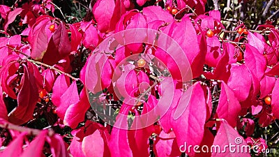 Pink leaves of a bush with orange fruits Stock Photo
