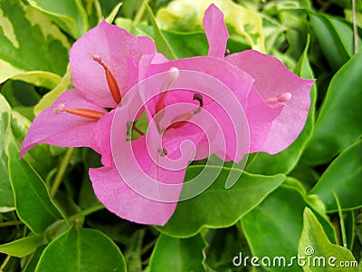 pink Lesser Bougainvillea Stock Photo