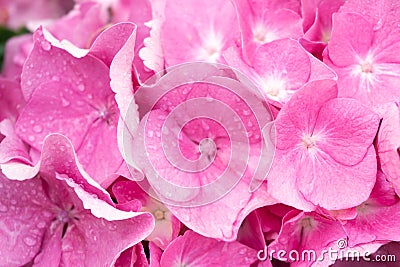 Pink and lilac hydrangea inflorescence in raindrops Stock Photo