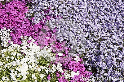Pink, lilac and white phlox Stock Photo