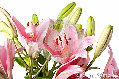 Pink Lilies Stock Photo