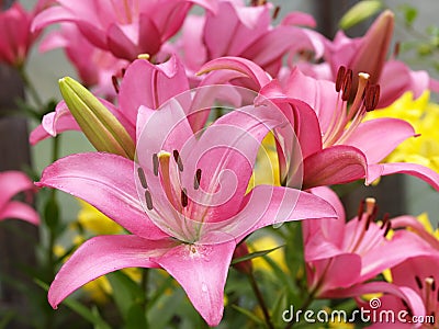 Pink lilies Stock Photo