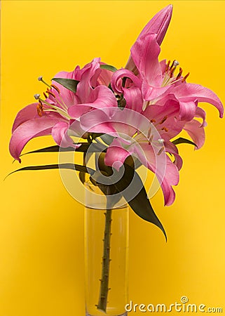 Pink lilies bouquet in glass vase on yellow background. Stock Photo