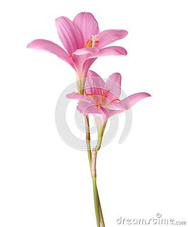 Pink lilies Stock Photo