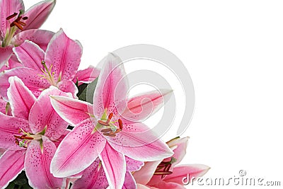 Pink Lilium. Closeup photo, isolated, floral background. Stock Photo