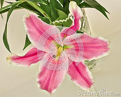 Pink lilium flower Stock Photo