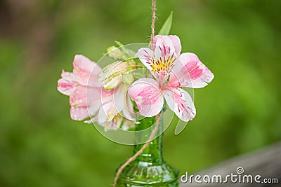 Pink lilium with waterdrops on it in a glass bottle Stock Photo