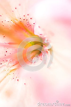 Pink lilly Stock Photo