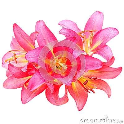 Pink lilly Stock Photo