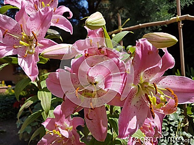 Pink lilly flower head, fresh summer petal, closeup beauty in nature , natural summer background Stock Photo