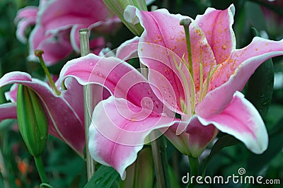 Pink lilly flowers and green leaf background in the garden Stock Photo