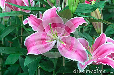 Pink lilly flowers and green leaf background in the garden Stock Photo