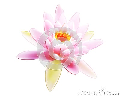 Pink Lilly Illustration Cartoon Illustration