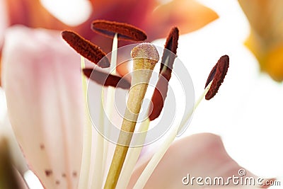 Pink lilly petals and stamen with pollen macro flower wallpaper Stock Photo