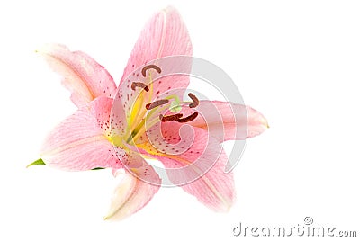 Pink lily Stock Photo