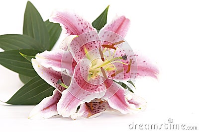 Pink lily Stock Photo