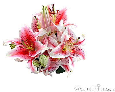 Pink lily on black background, lilium, stargazer lily bouquet, fragrant flowers Stock Photo