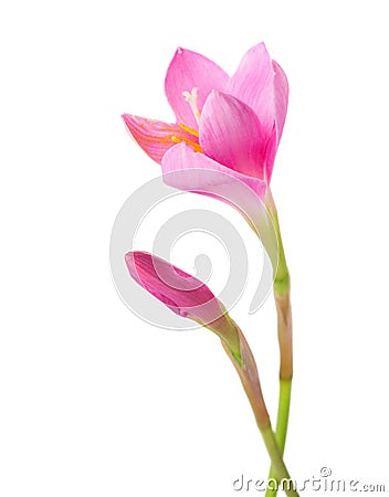 Pink lily with bud isolated on a white background. Zephyranthes carinata Stock Photo