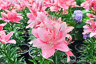 Pink lily Stock Photo