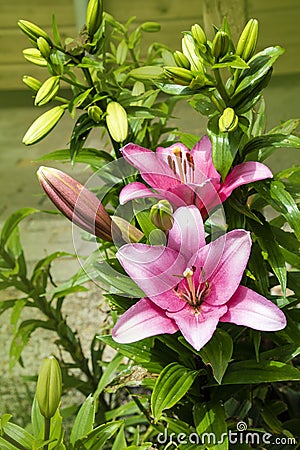 Pink lily flower. Beautiful lily flower in the garden. Lily Lilium hybrids flower Stock Photo