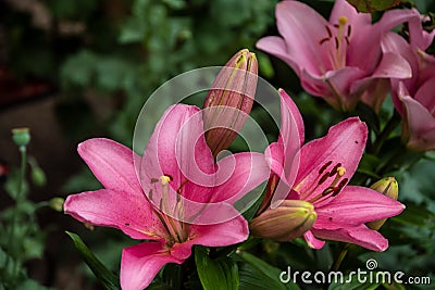Pink lily flower. Beautiful lily flower in the garden. Lily Lilium hybrids flower Stock Photo