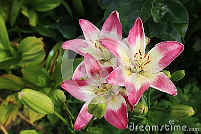 Pink lily flower Stock Photo