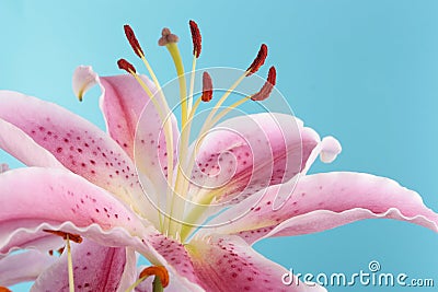 Pink lily flower over blue Stock Photo