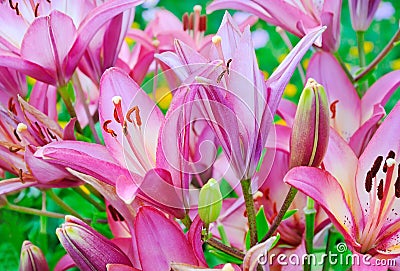 Pink lily (Lilium) flower Stock Photo