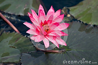 Pink lily Nymphaea on the water surface Stock Photo