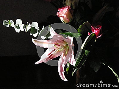 A Pink Lily in Sunlight Stock Photo