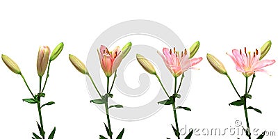 Pink Lily Time-lapse Stock Photo