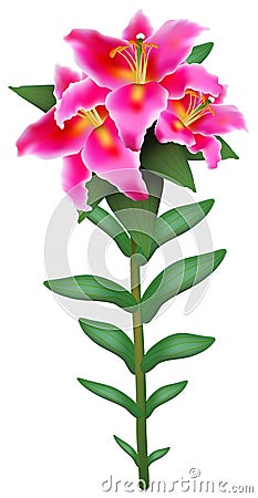 Pink lily Vector Illustration